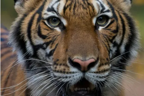 Tigre da positivo a Covid-19 en el zoológico del Bronx en Nueva York
