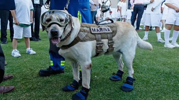 Reportan delicada de salud a Frida, la perrita rescatista en los sismos