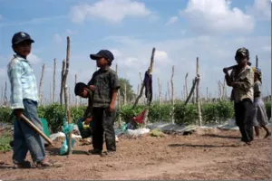 Rescatan a 11 niños poblanos explotados en campo agrícola