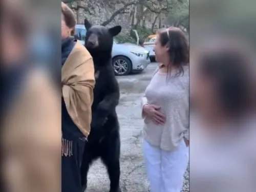 Oso ‘acaricia’ a mujer en Nuevo León y se hace viral