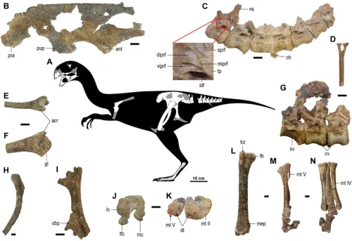 Descubren un nuevo dinosaurio: El Gobiraptor