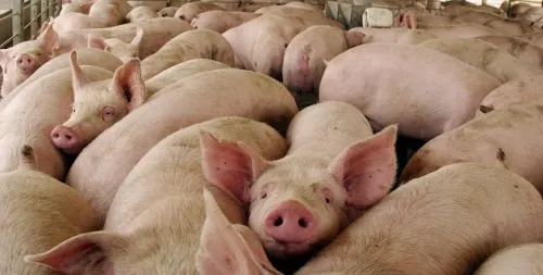 Granja porcina Santa Ana provoca foco de infección pen habitantes de Santa Cruz Yancuitlalpan