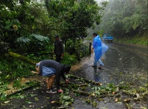 Lluvia y viento provocan caída de árboles en Cuetzalan