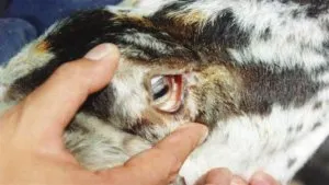 Ojos de borrego, el remedio para la cruda en Mongolia