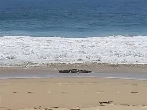 Cocodrilo aparece en playa de Acapulco; piden extremar precauciones