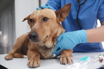 Ariadna Ayala impulsa Jornadas Veterinarias Gratuitas para fomentar el bienestar animal