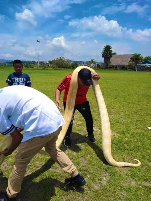 Causa pánico pitón en San Baltazar Tetela