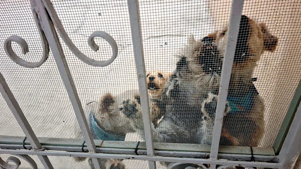 Caida De Ceniza Popocatepetl Mascotas