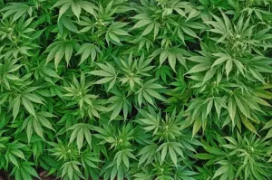 A favor senador PRD que SCJN despenalice uso de marihuana