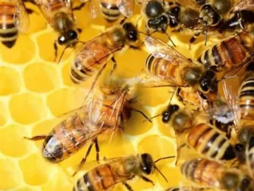 La desaparición de las abejas sería una catástrofe mundial