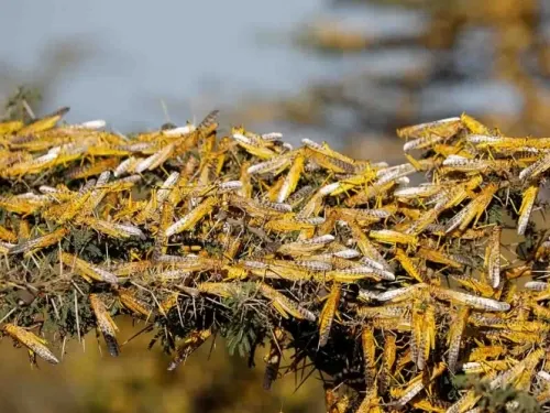 Plaga de langostas avanza sobre India; ya intentan detenerla