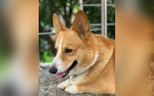 Felicita a tu amigo peludo, hoy es el Día Mundial del Perro