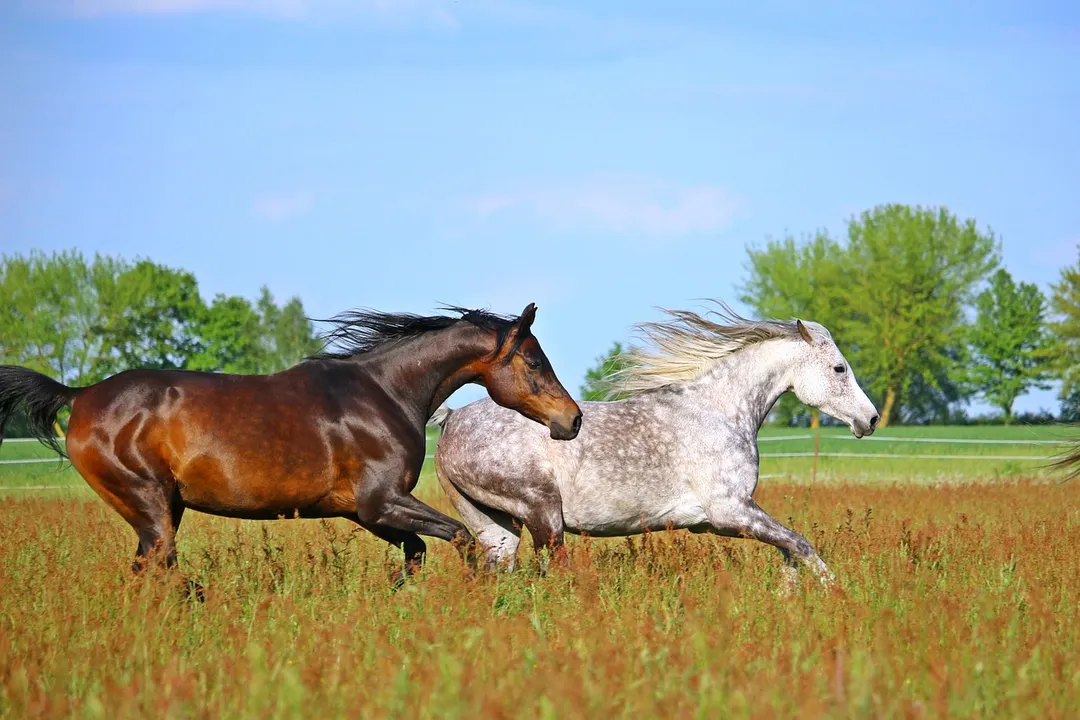 caballos