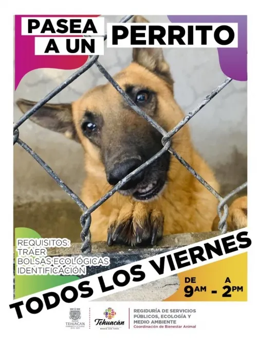 Promueven en Tehuacán paseo de perritos callejeros