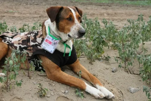 Villa canina, invitados especiales en los Juegos Panamericanos de Lima 2019