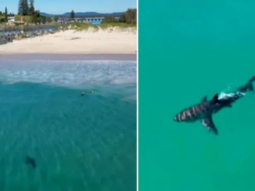 Tiburón se acerca a playa con niños; dron graba el encuentro