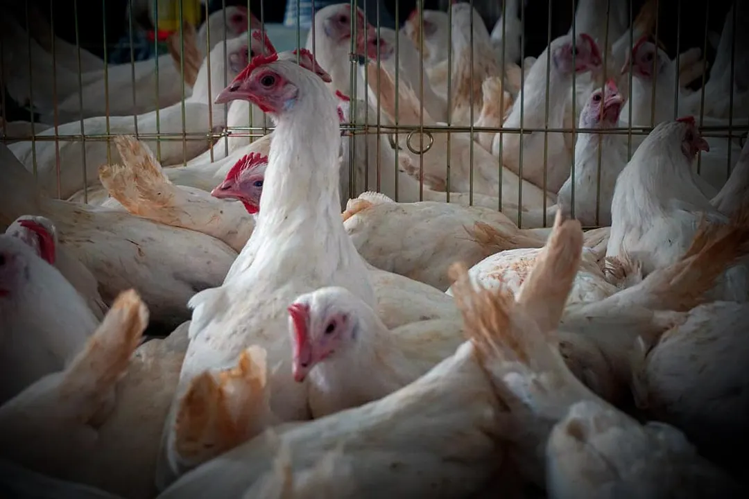 gallinas