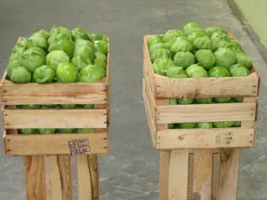 Precio del tomate verde llega hasta 30 pesos en tiendas de Puebla