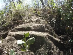 En duda hallazgo de una pirámide en Quimixtlán
