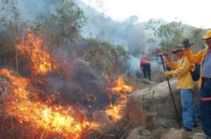 Por incendios se pierden este año 283 mil hectáreas de bosque
