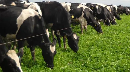 Sector agropecuario captó únicamente el 0.3% de Inversión Extranjera