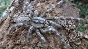 Descubren tarantula del tamaño del rostro humano