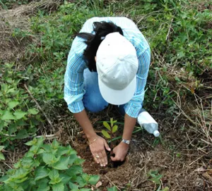 Capacitan a ejidos con aserraderos en la Sierra Norte para acceder a otros mercados