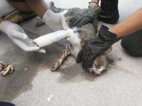 Rescatan a gatito atrapado en el radiador de un auto