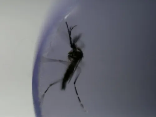 Niño de 7 años, nueva víctima del dengue en Nicaragua