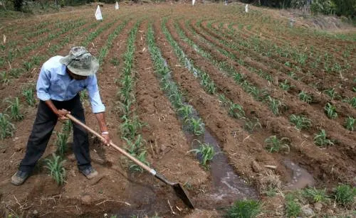 Lluvias han sido benéficas para el campo poblano: SDRSOT