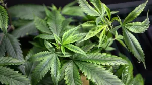 Marihuana, ¿remedio contra el cáncer?