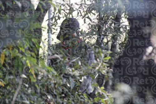 Encuentran a hombre colgado de un árbol en los límites de Puebla y Tlaxcala