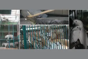 Profepa rescata a 101 animales de zoológico en Tehuacán