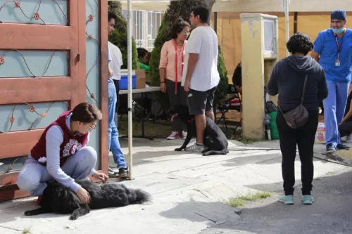 Realizan jornadas de vacunación y esterilización canina y felina