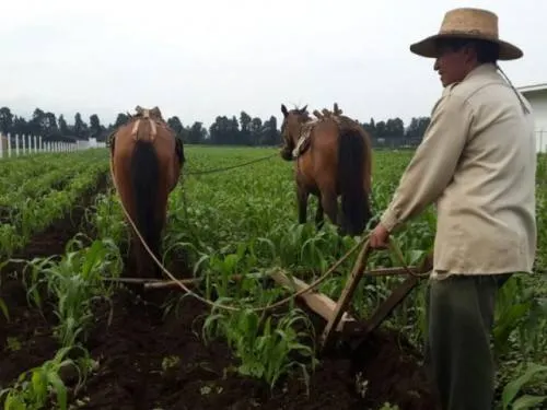 Existe buena expectativa para el campo mexicano con AMLO