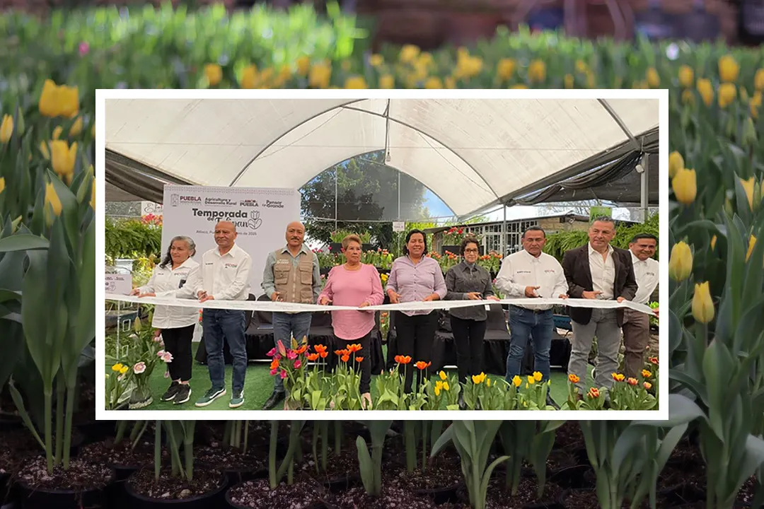 Atlixco Temporada Tulipan Holandes