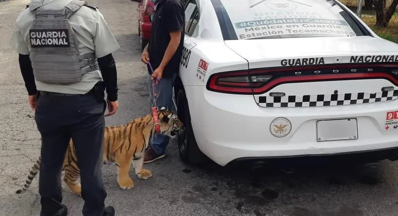 Tigre de junta auxiliar “La Libertad”
