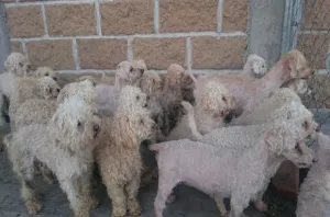 Ayuntamiento rescata 33 perros en situación de maltrato