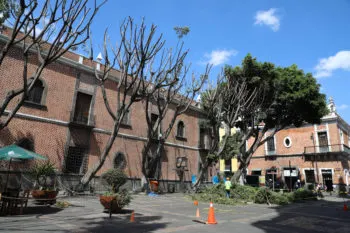 ¡Mejor los hubieran tumbado! Ayuntamiento de Puebla sancionará a empresa por poda de árboles