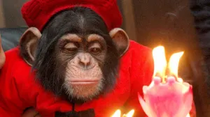 Chimpancés superan a humanos en predicción de estrategia