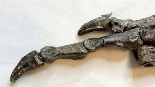 Descubren fósil de especie de dinosaurio desconocida de hace 115 millones de años
