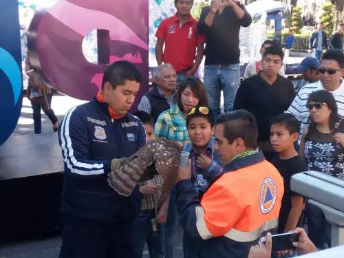 Protección Civil Municipal rescata ave tipo Azor el Zócalo de la ciudad