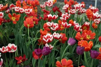Cuenta Puebla con gran diversidad de flores para Día del Amor y la Amistad