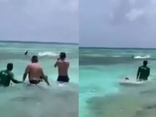 Sin medir el riesgo, turistas alimentan a tiburones