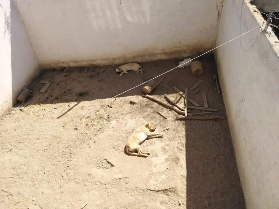 Denuncian abandono de mascotas en casa de Santa Catarina