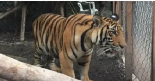 Le aseguran a la Familia Michoacana armas, droga ¡un tigre y un lagarto!