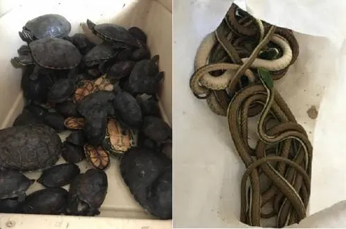Asegura Profepa 160 animales silvestres en maletas de equipaje en la CAPU