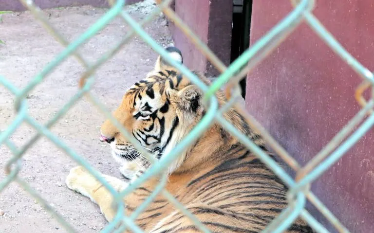 El cachorro de tigre que era una mascota llega a zoológico de Hidalgo