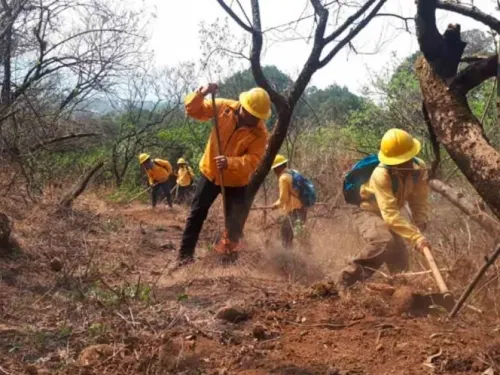 Sofocan incendio en Tepoztlán; Reserva de Mariposa Monarca aún en llamas