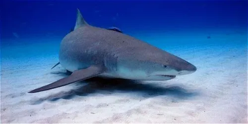 Tiburones en riesgo de desaparecer en el Mediterráneo